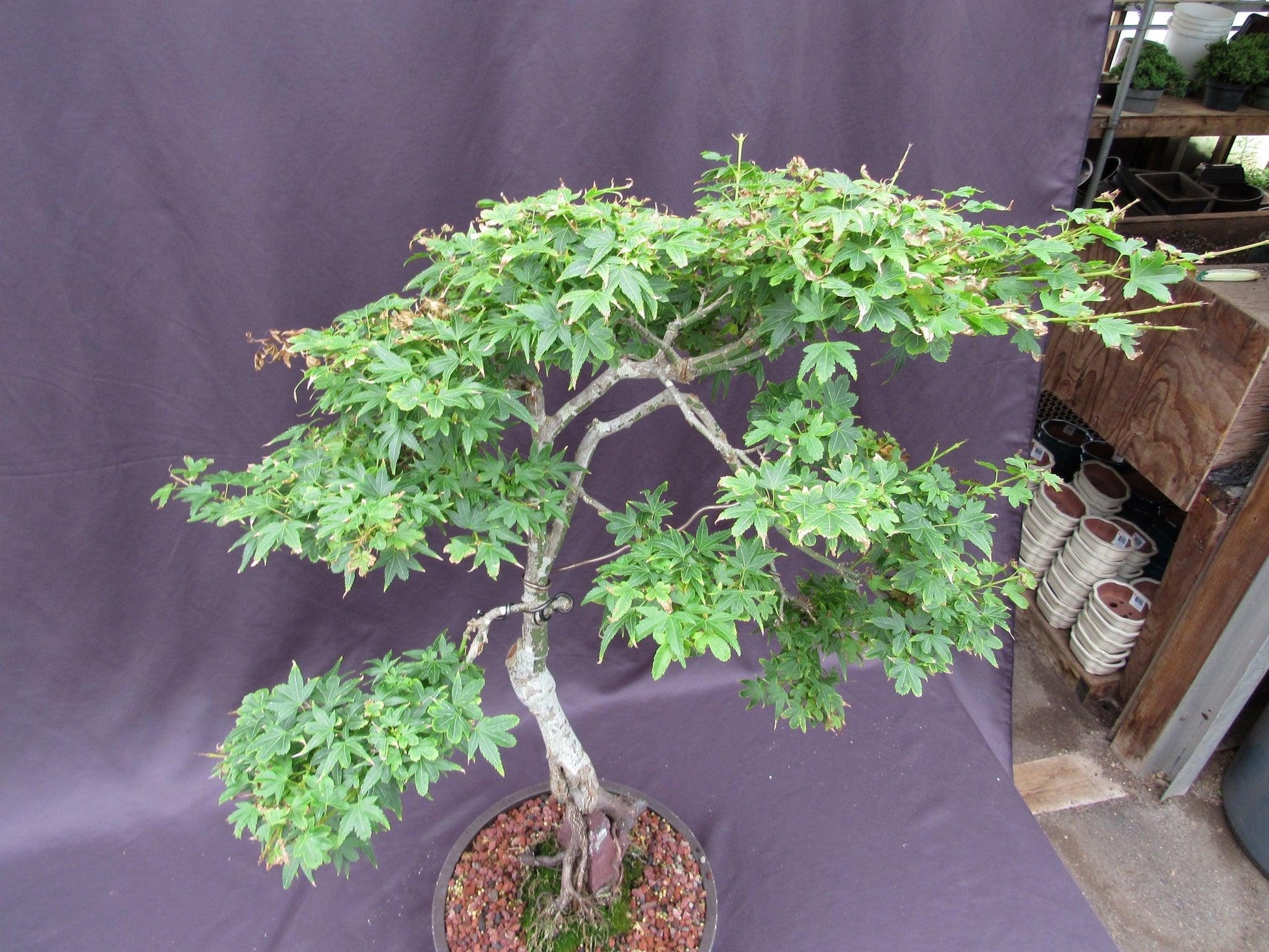 japanese mountain maple bonsai tree 36 Year Old Beni Hime Dwarf Japanese Maple Root Over Rock Specimen Bon – Lovehopegrow