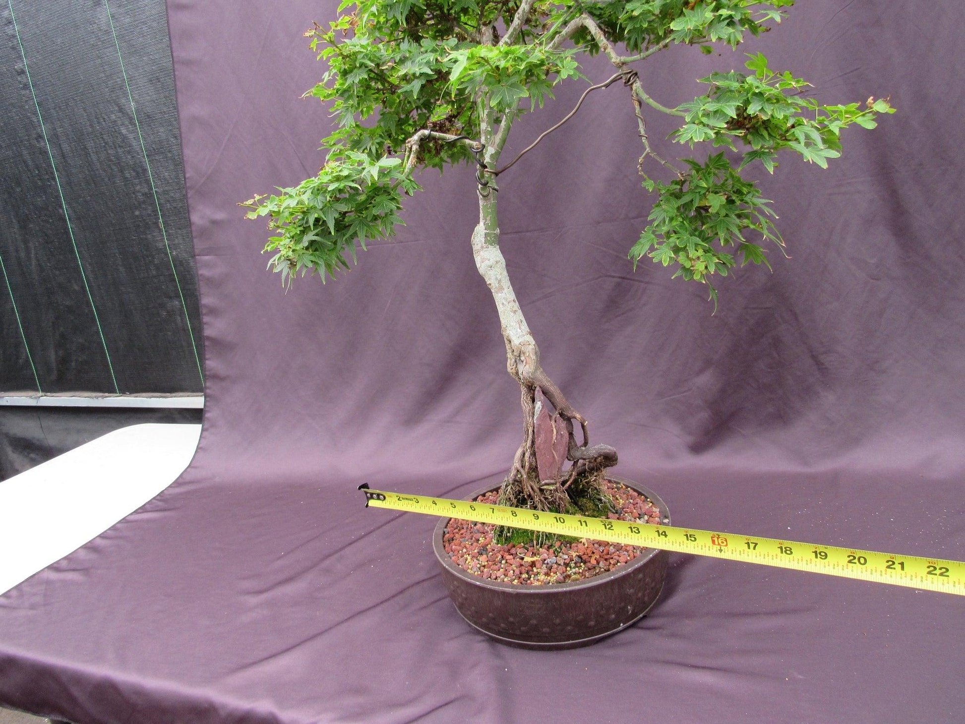 purple japanese maple bonsai tree 36 Year Old Beni Hime Dwarf Japanese Maple Root Over Rock Specimen Bon – Lovehopegrow