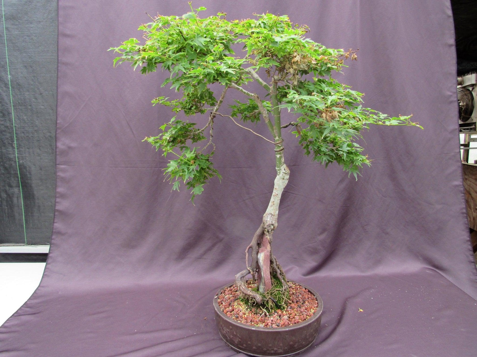 japanese maple bonsai trees for sale 36 Year Old Beni Hime Dwarf Japanese Maple Root Over Rock Specimen Bon – Lovehopegrow