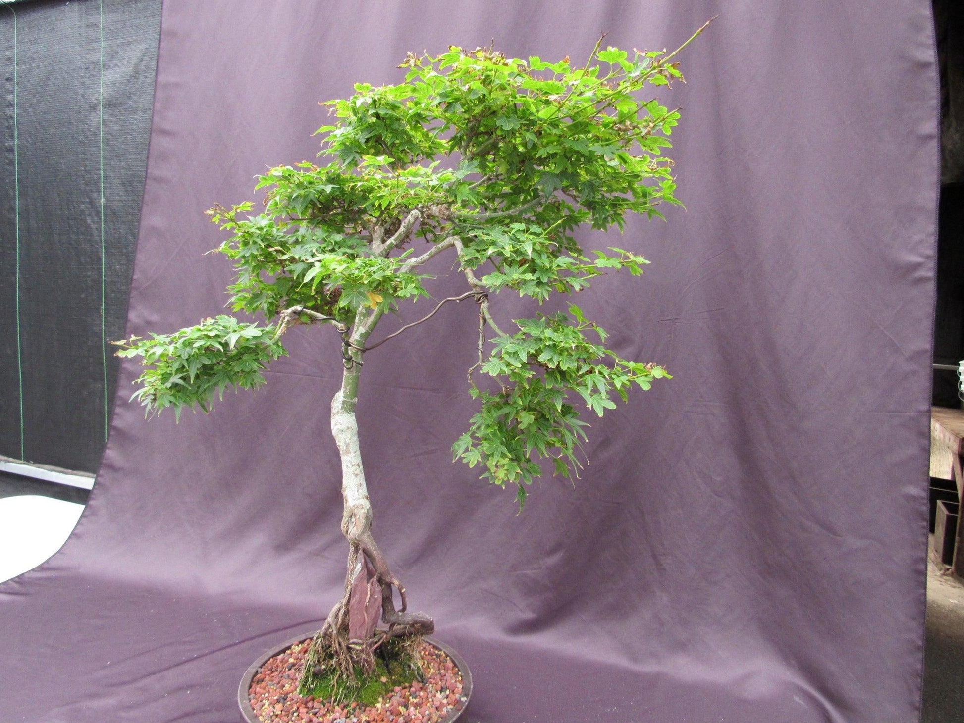 bonsai leopard tree 36 Year Old Beni Hime Dwarf Japanese Maple Root Over Rock Specimen Bon – Lovehopegrow
