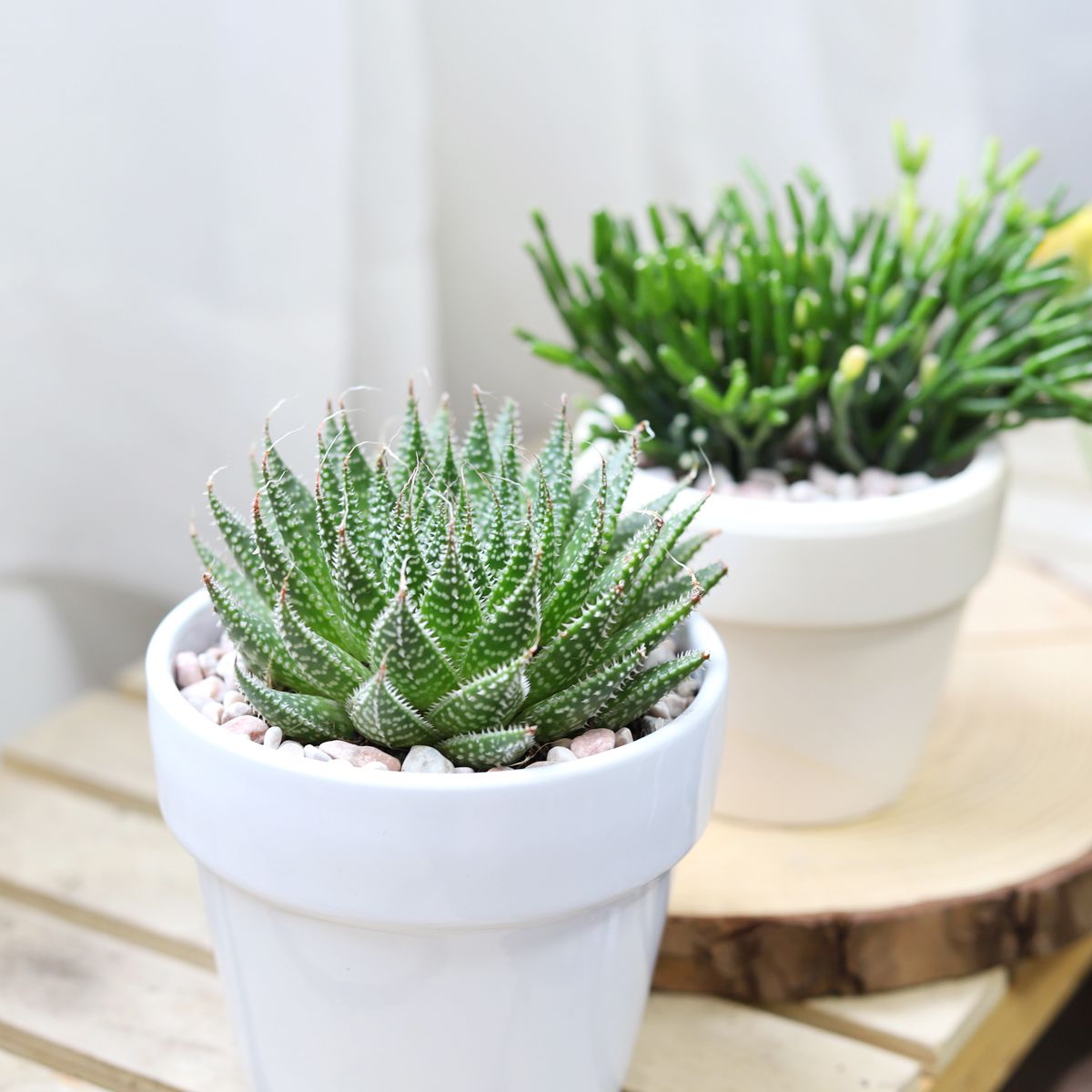 Gasteria Flow Spiky Aloe