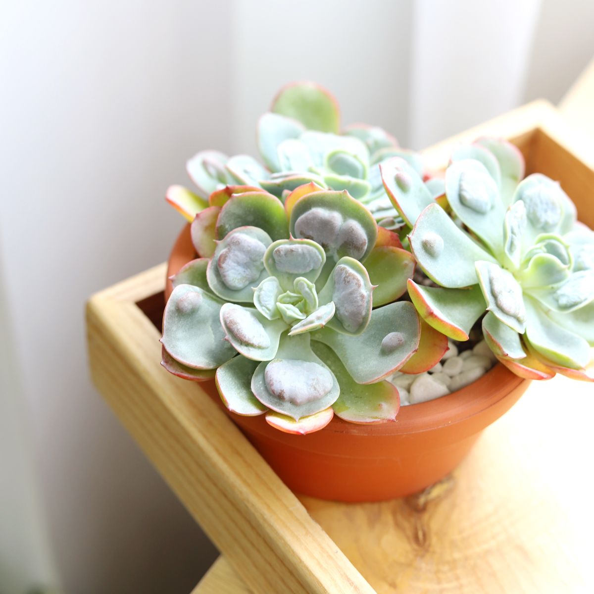 Echeveria Raindrops Succulent