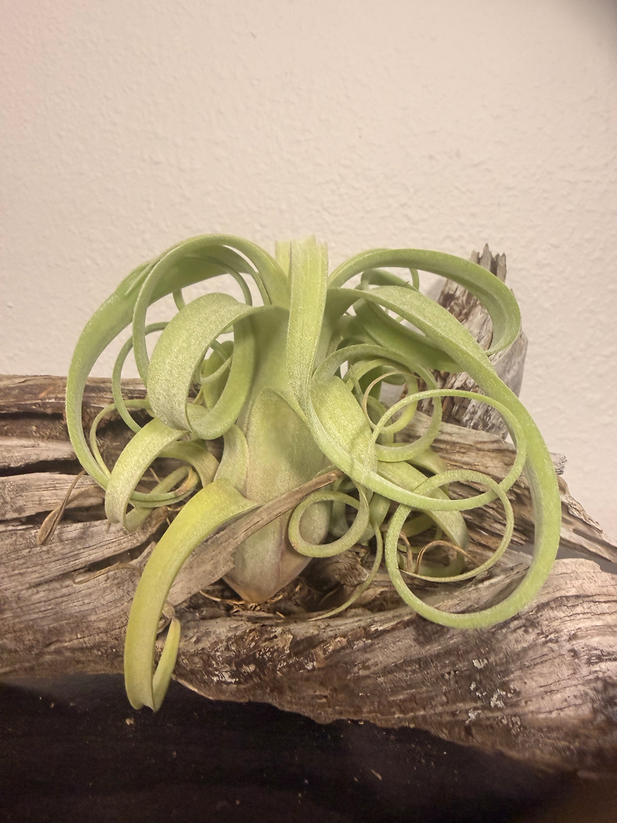 Curly Slim - Compact Air Plant - 5 to 7 Inches - Curling Leaves - Tillandsia - No Soil Required - Whimsical Features - Easy Care