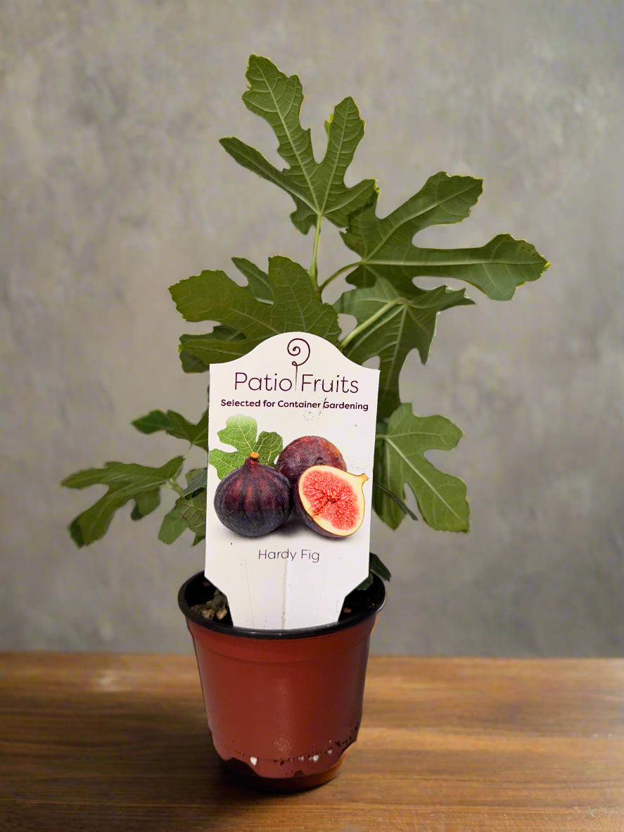 Chicago Hardy Fig - Ficus carica - Cold Hardy - Zones 6 to 10 - Easy to Grow - Compact Fruit Tree - Organic Container Gardening