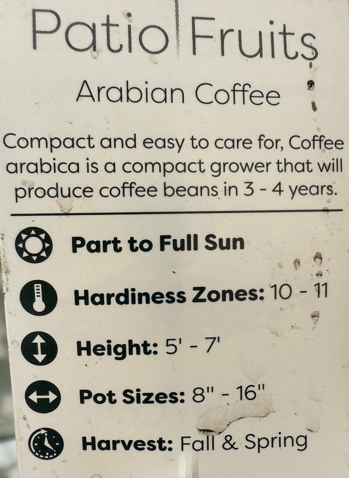 Arabica Coffee Plant - Indoor Tropical Plant - Easy Care - Container Growing - Organic Gardening - Easy to Grow