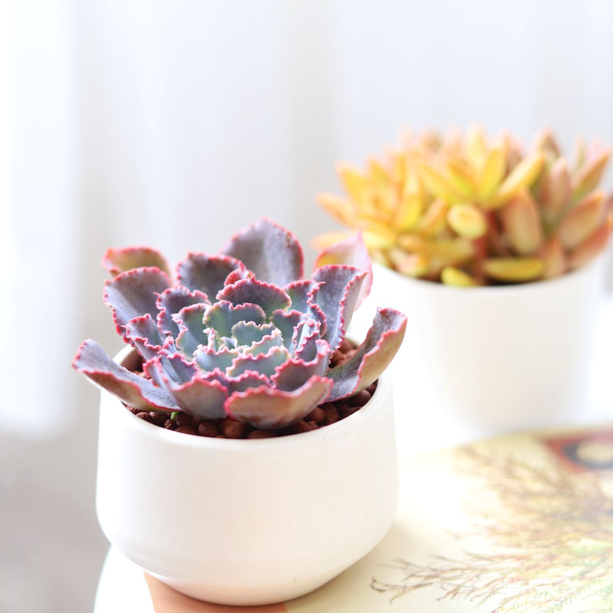 Echeveria Neon Breaker