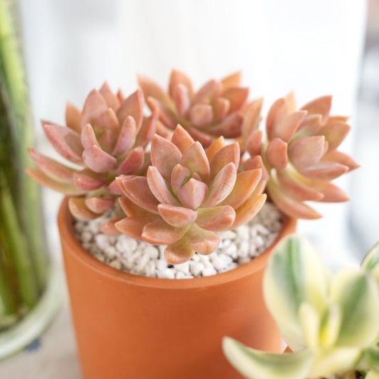 Graptosedum California Sunset