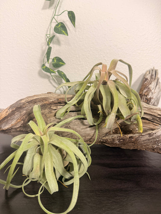 Tillandsia Streptophylla - Shirley Temple Air Plant - Curly Air Plant - 4 to 7 Inches - Easy Care Houseplant - No Soil Needed - Low to Moderate Light Tolerant - Bromeliad