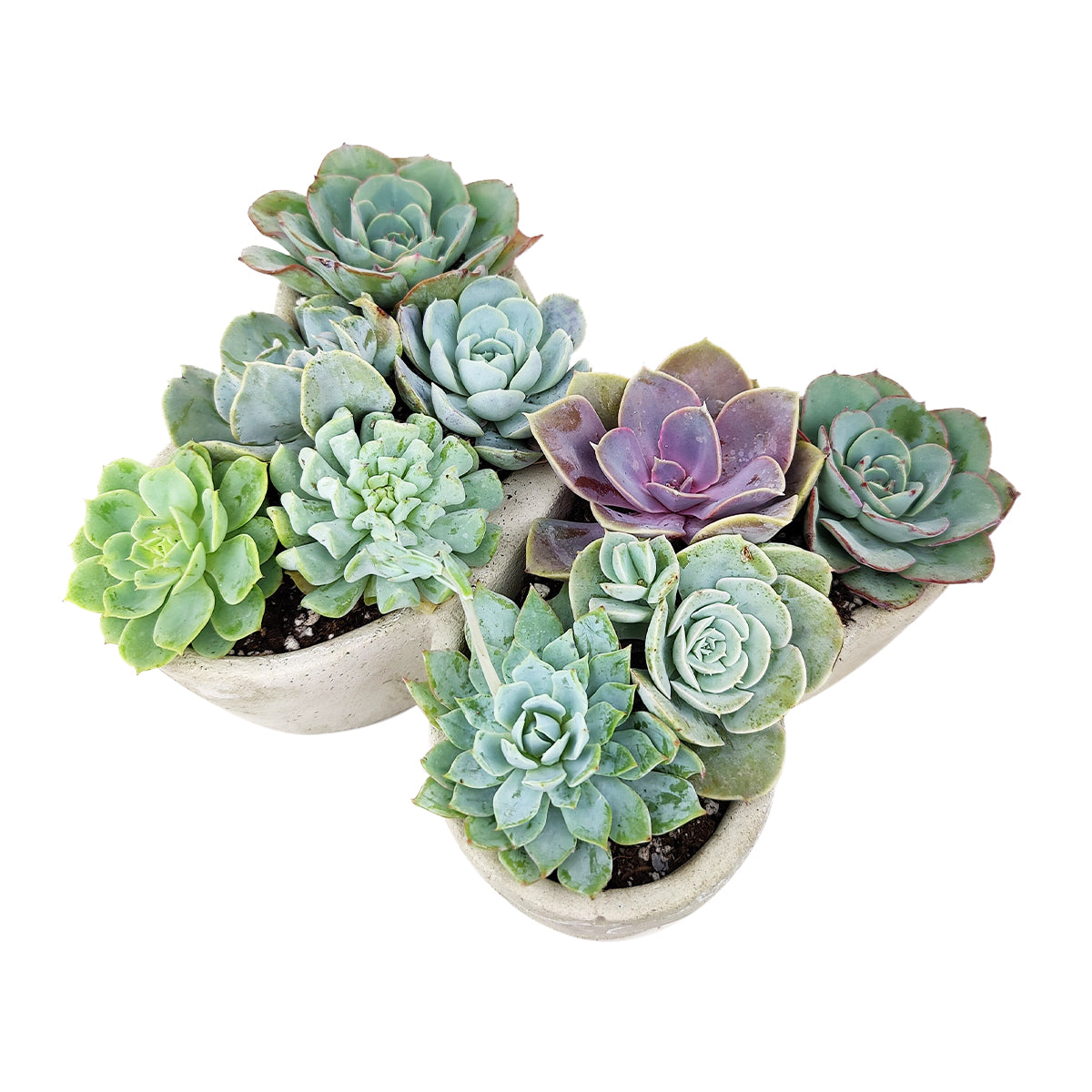 Butterfly Succulent Arrangement