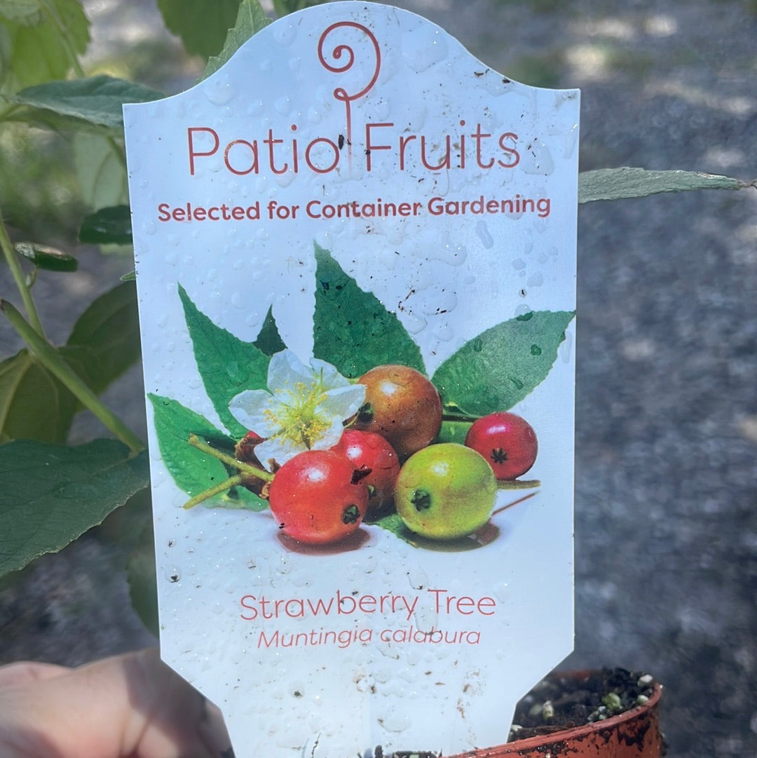 Patio fruits 2 Lovehopegrow