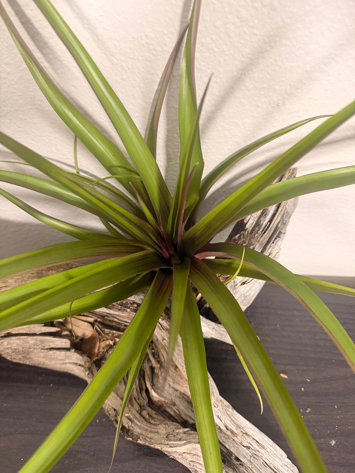 Antonio - Rare Hybrid Air Plant - 10 to 12 Inches - No Soil Required - Indoor Tropical Houseplant - Deep Maroon to Purple Leaf Flush - Hot Pink Blooms - Easy Care - Medium to Bright Light