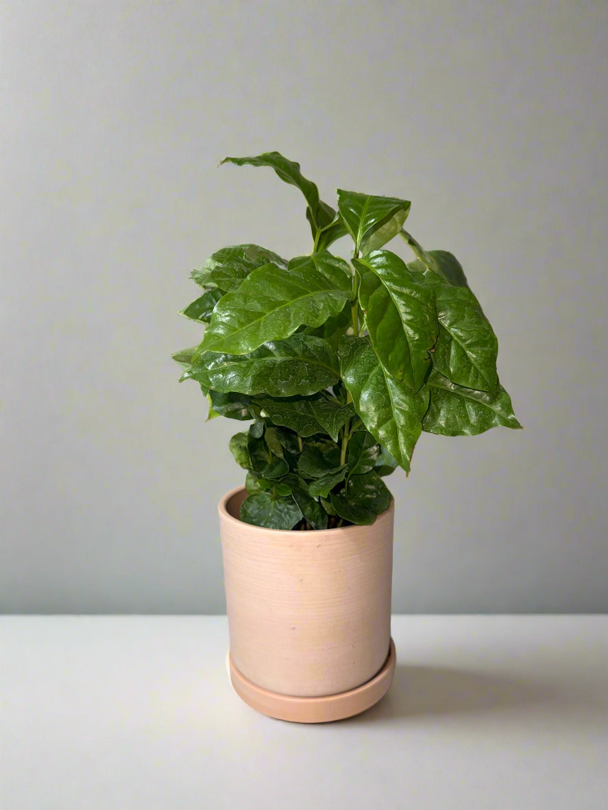 Arabica Coffee Plant - Indoor Tropical Plant - Easy Care - Container Growing - Organic Gardening - Easy to Grow