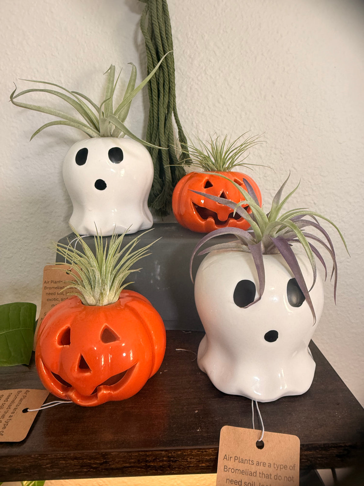 Halloween Ceramic Pumpkin with Live Medium Air Plant - Office Decor - Fall Theme Plant Decor - Air Plant Holder - Halloween Decor - Medium Live Air Plant