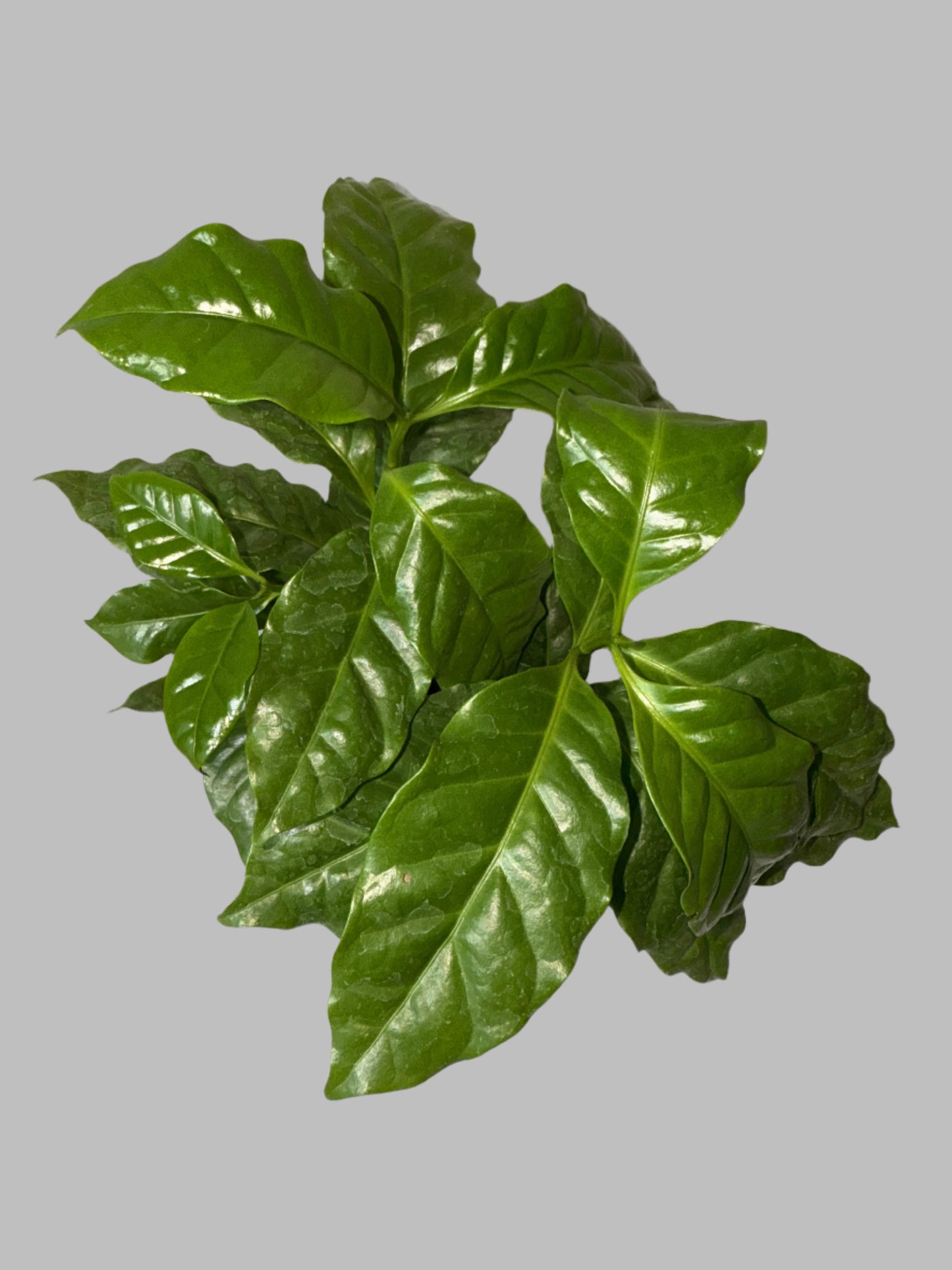 Arabica Coffee Plant - Indoor Tropical Plant - Easy Care - Container Growing - Organic Gardening - Easy to Grow