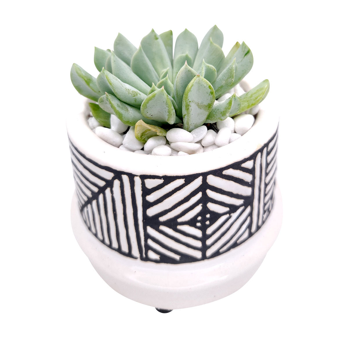 Tribal Pot