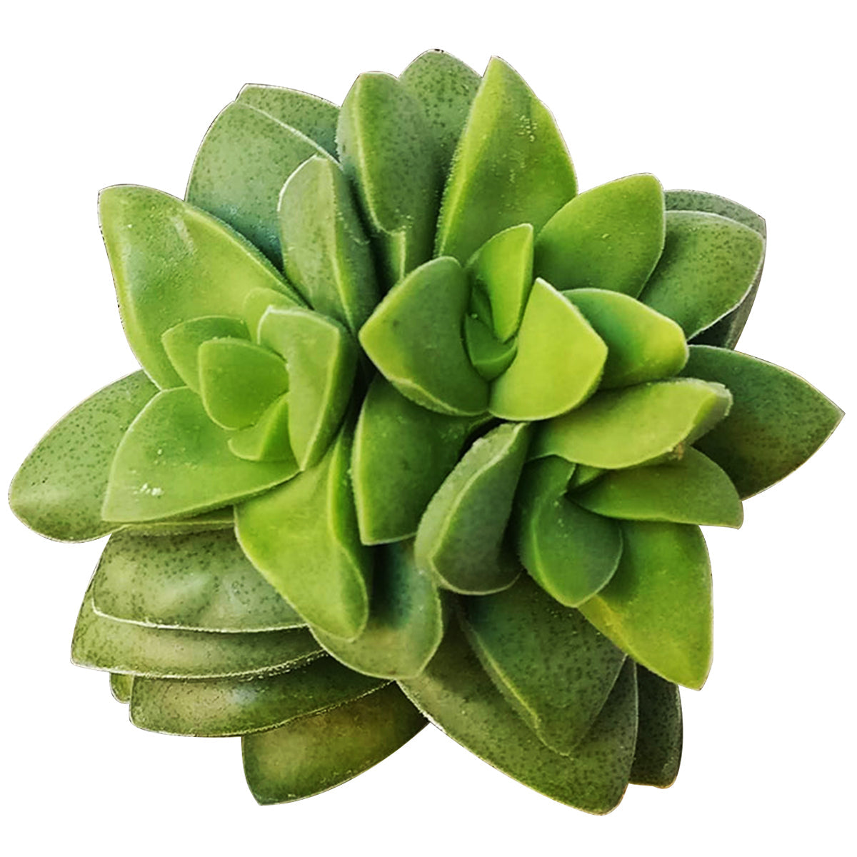 Crassula Springtime Succulent