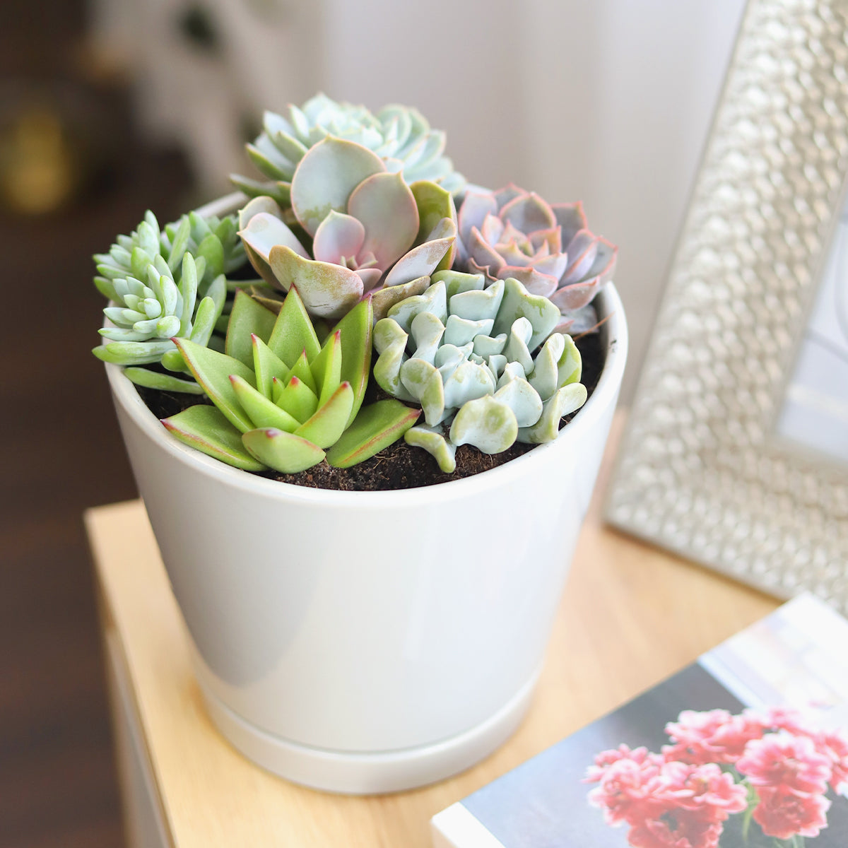 Succulent Arrangement in Grey Minimalist Planter