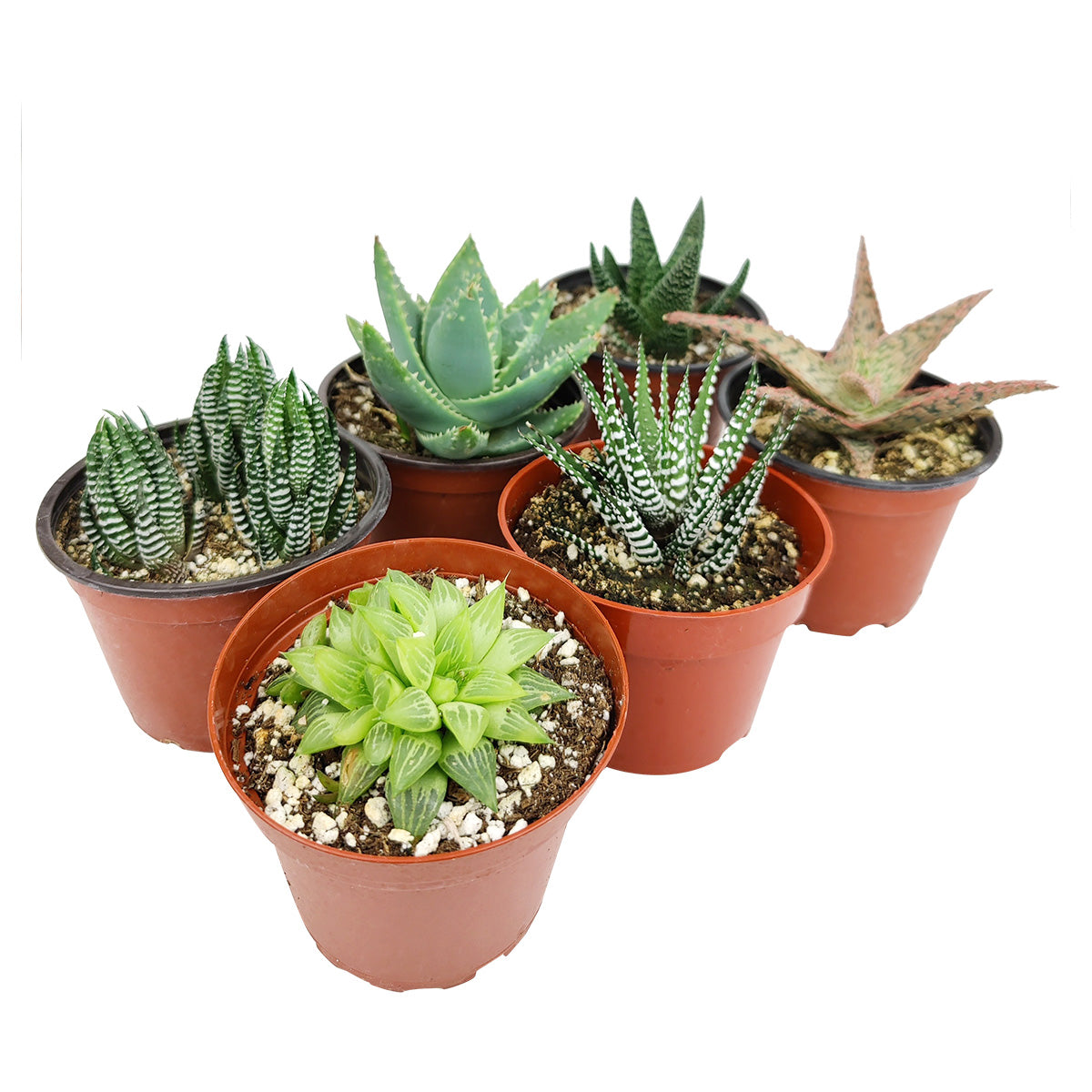 Haworthia/ Aloe/ Agave/ Gasteria Succulent 4" Pack