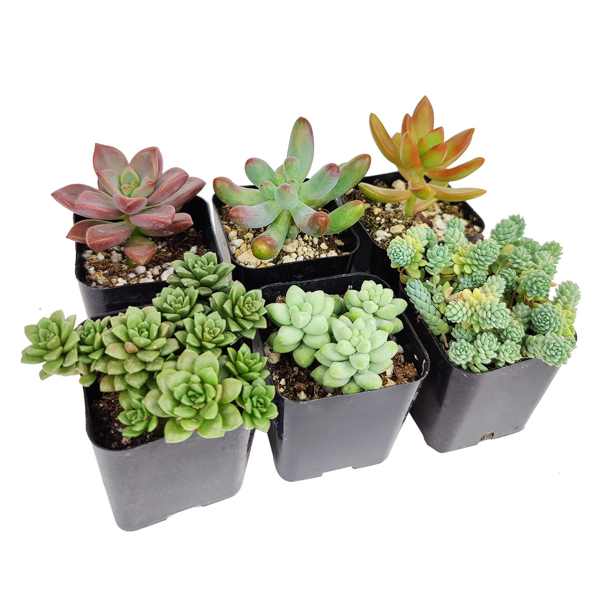 Sedum Succulent Pack