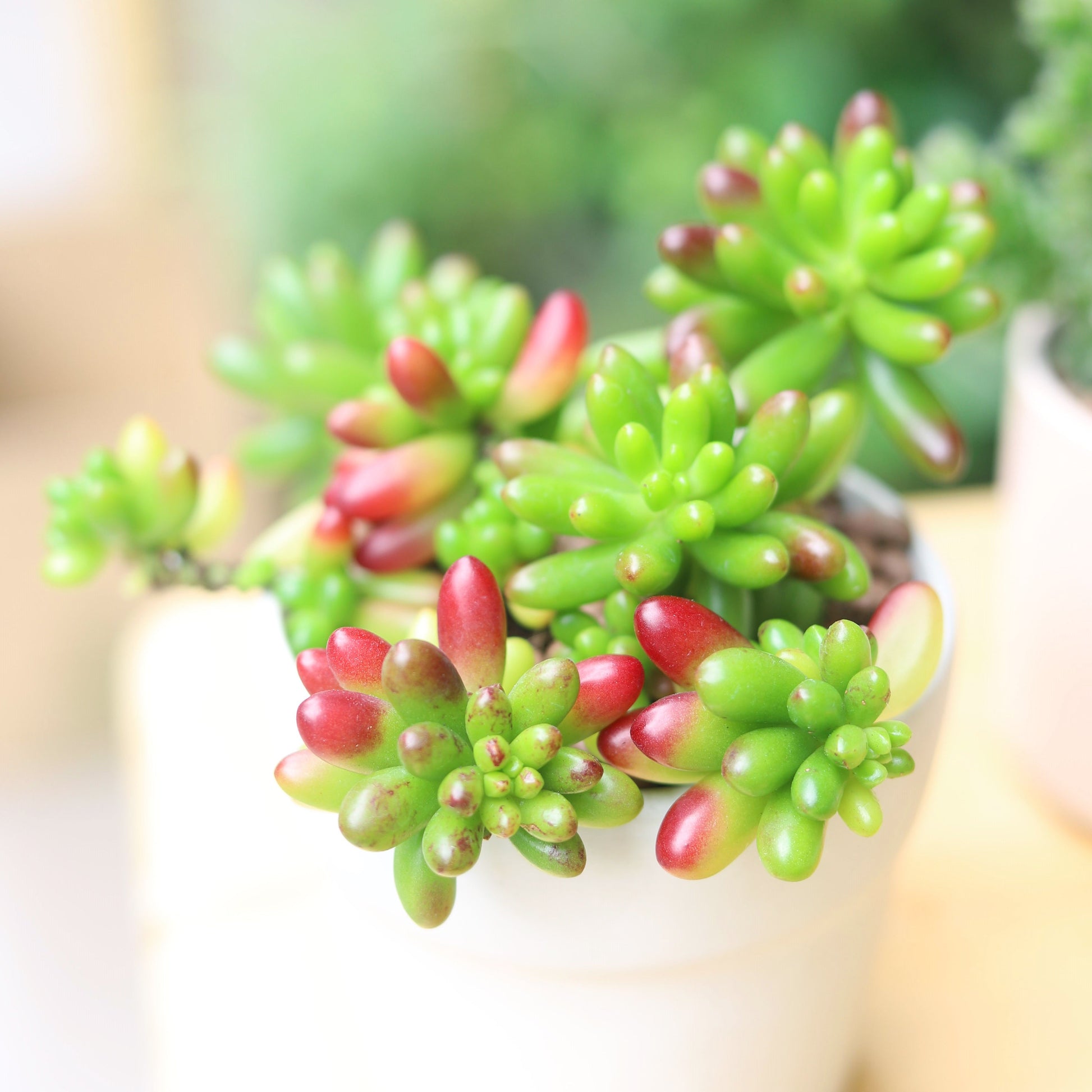 pink jelly bean succulent Aurora Pink Jelly Bean Sedum