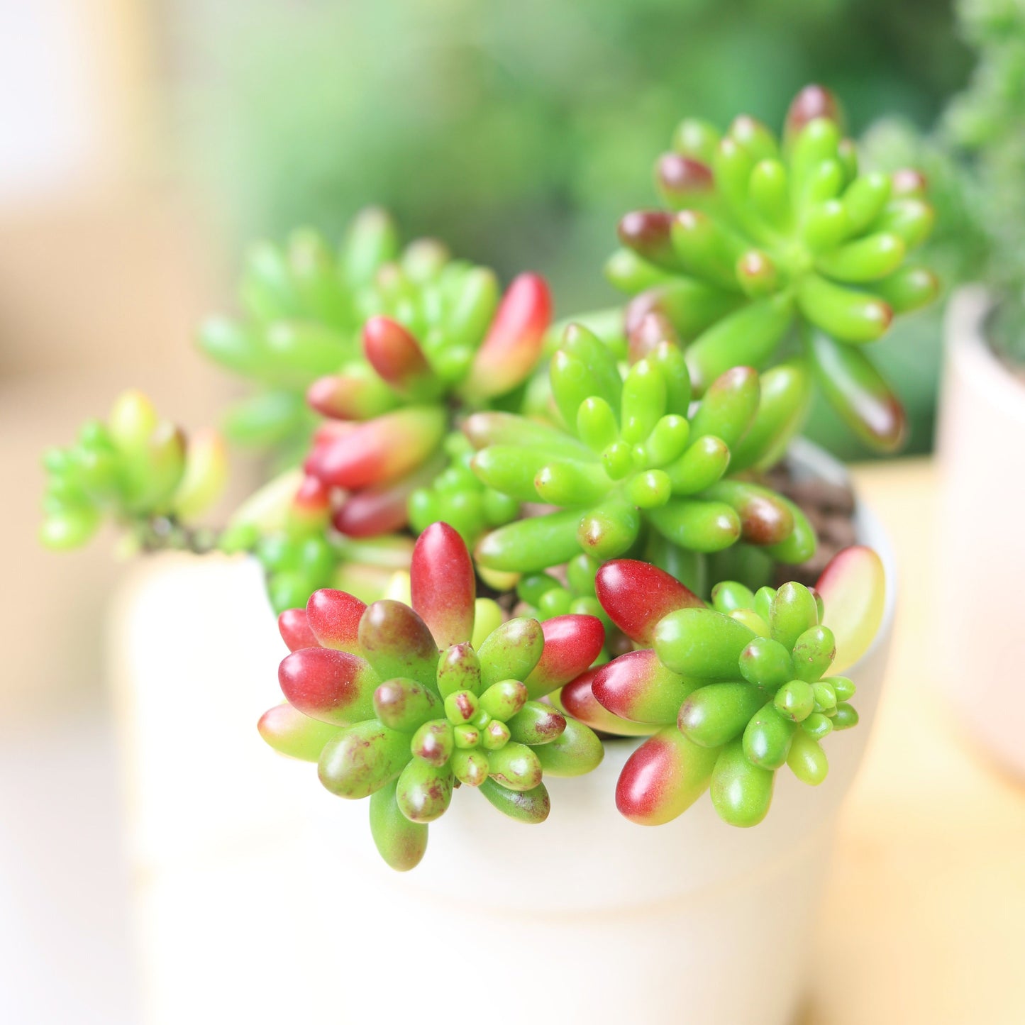 Pink Jelly Bean Sedum