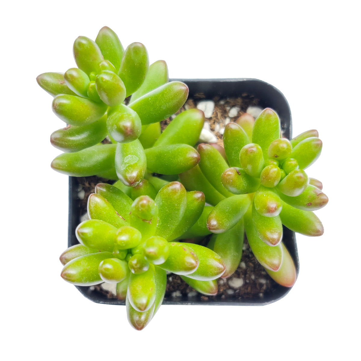 Pink Jelly Bean Sedum