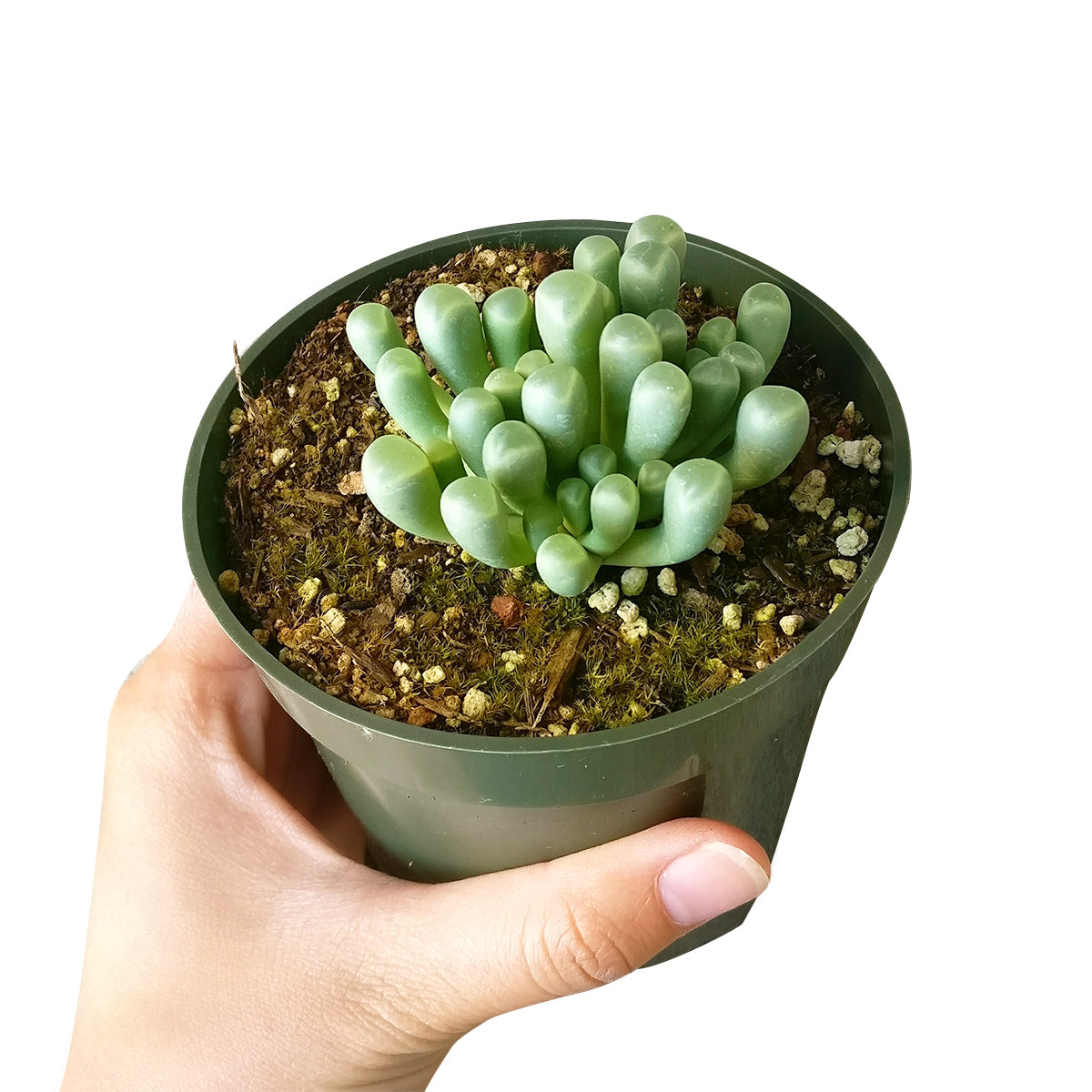 Baby Toes Fenestraria