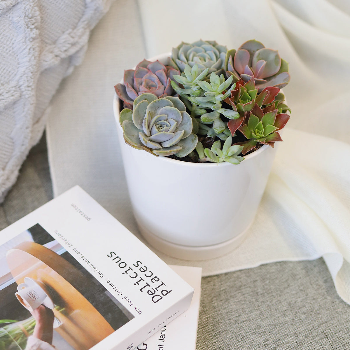 Succulent Arrangement in White Minimalist Planter