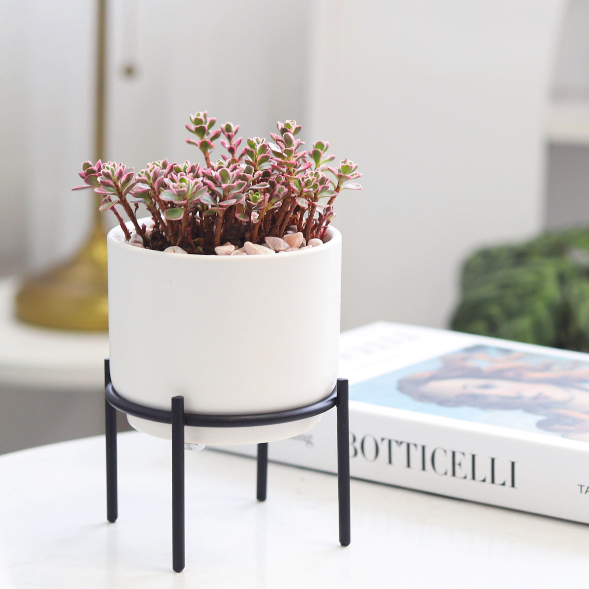 4 inch Solid White Ceramic Planter with Metal Stand - Pot with Stand by Succulents Box