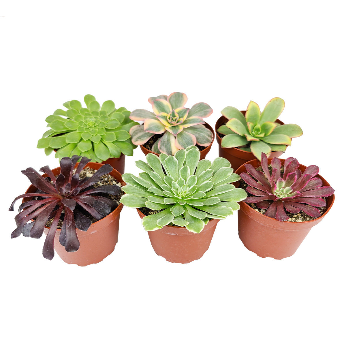 Aeonium Succulent Pack 4"