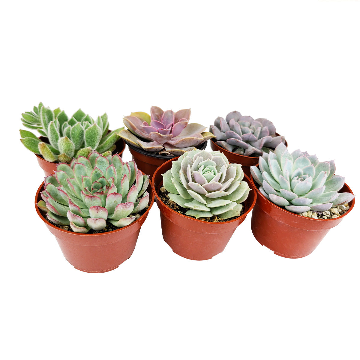 Echeveria Succulent 4" Pack