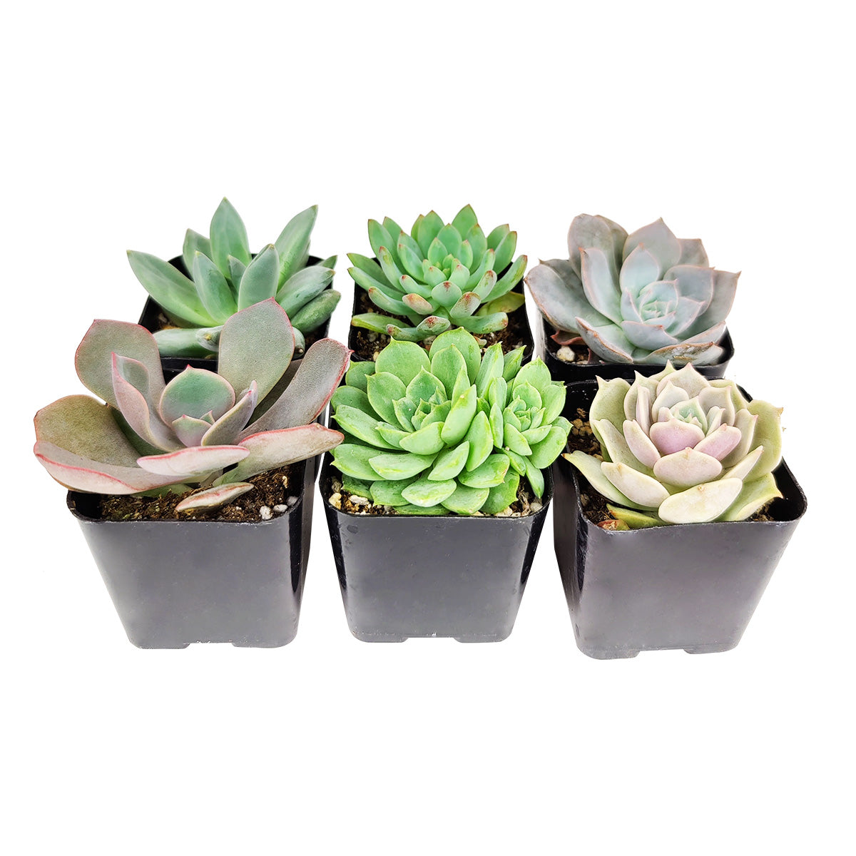 Echeveria Succulent 2" Pack