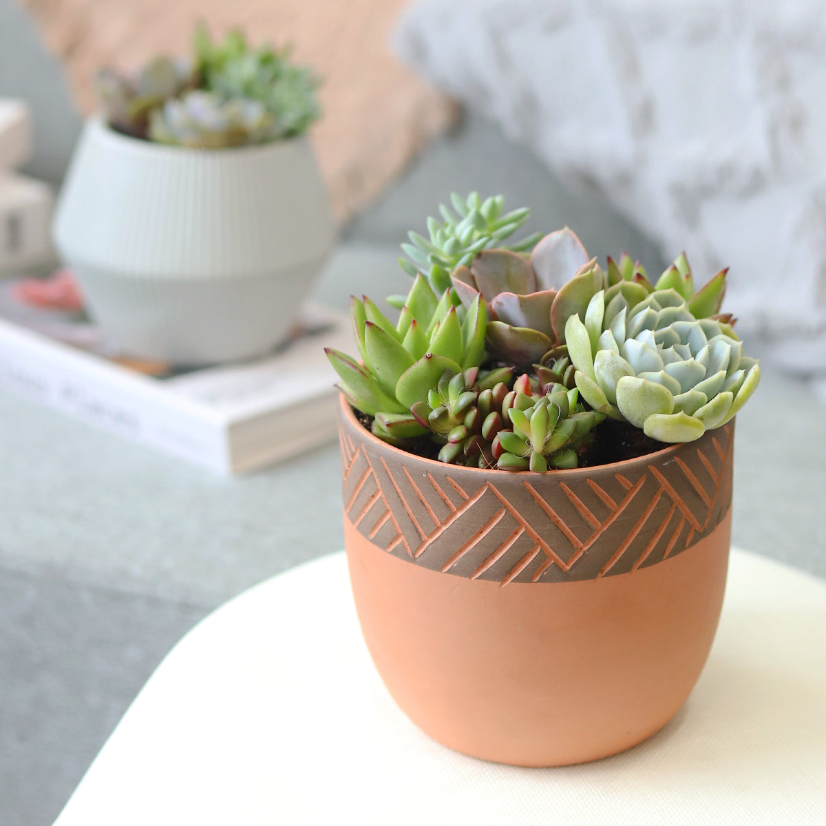 Succulent Arrangement in Clay-Black Modern Planter
