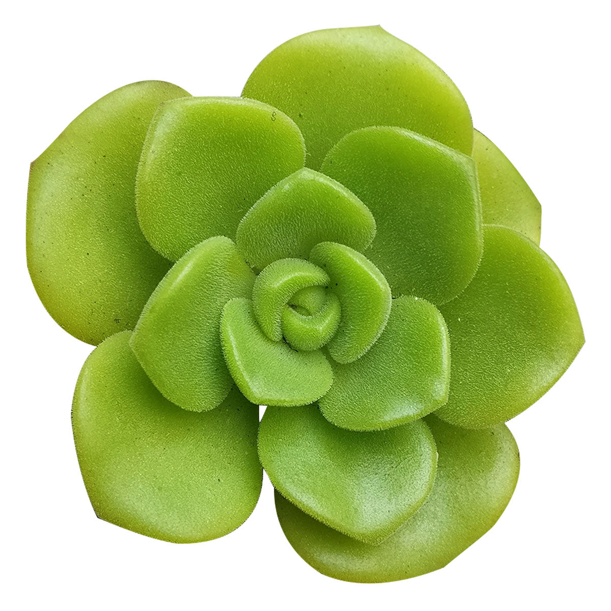 Aeonium Lily Pad Rosettes