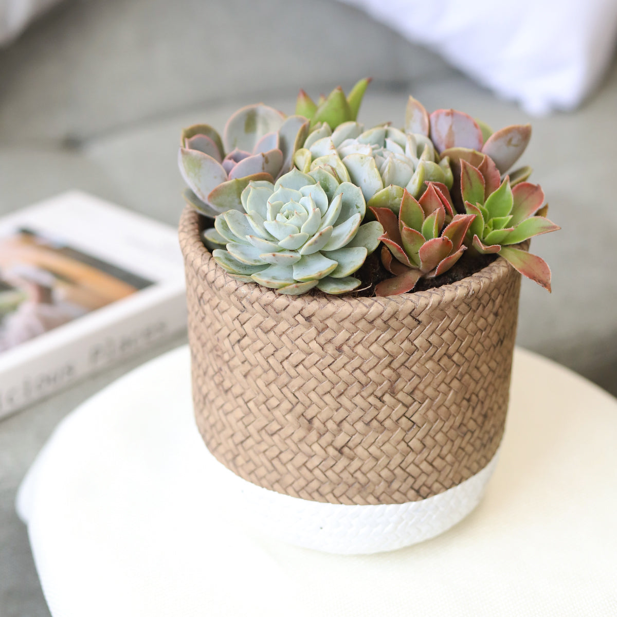 Succulent Arrangement in White & Nature Reed Cement Planter
