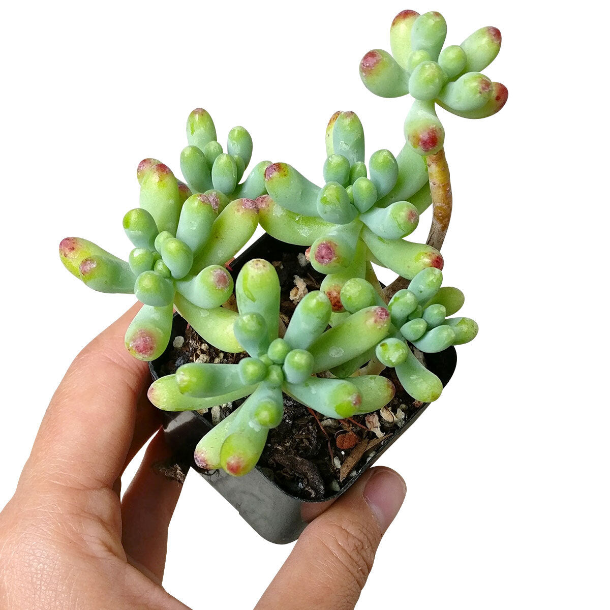 Green Jelly Bean Sedum