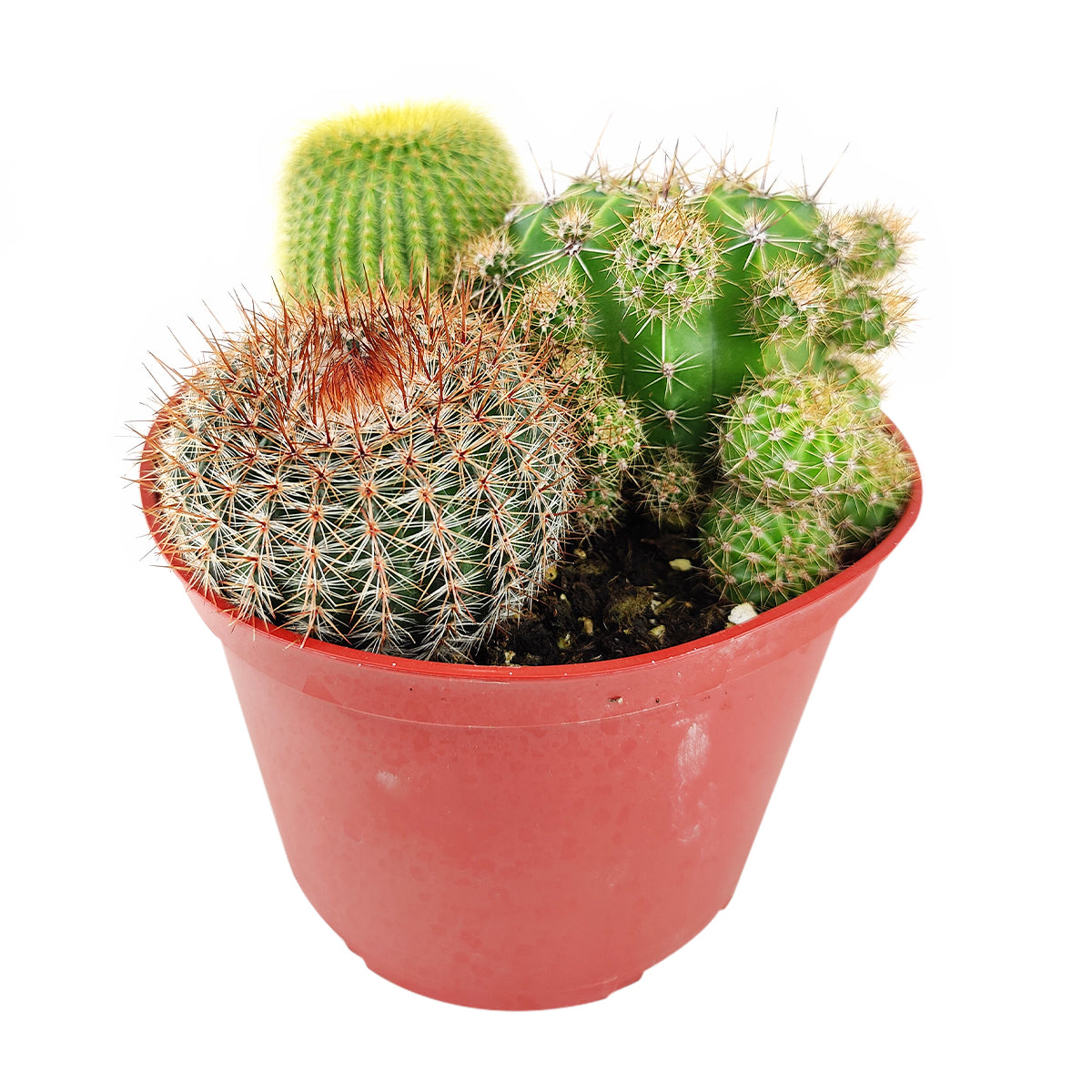 Cactus Garden Arrangement