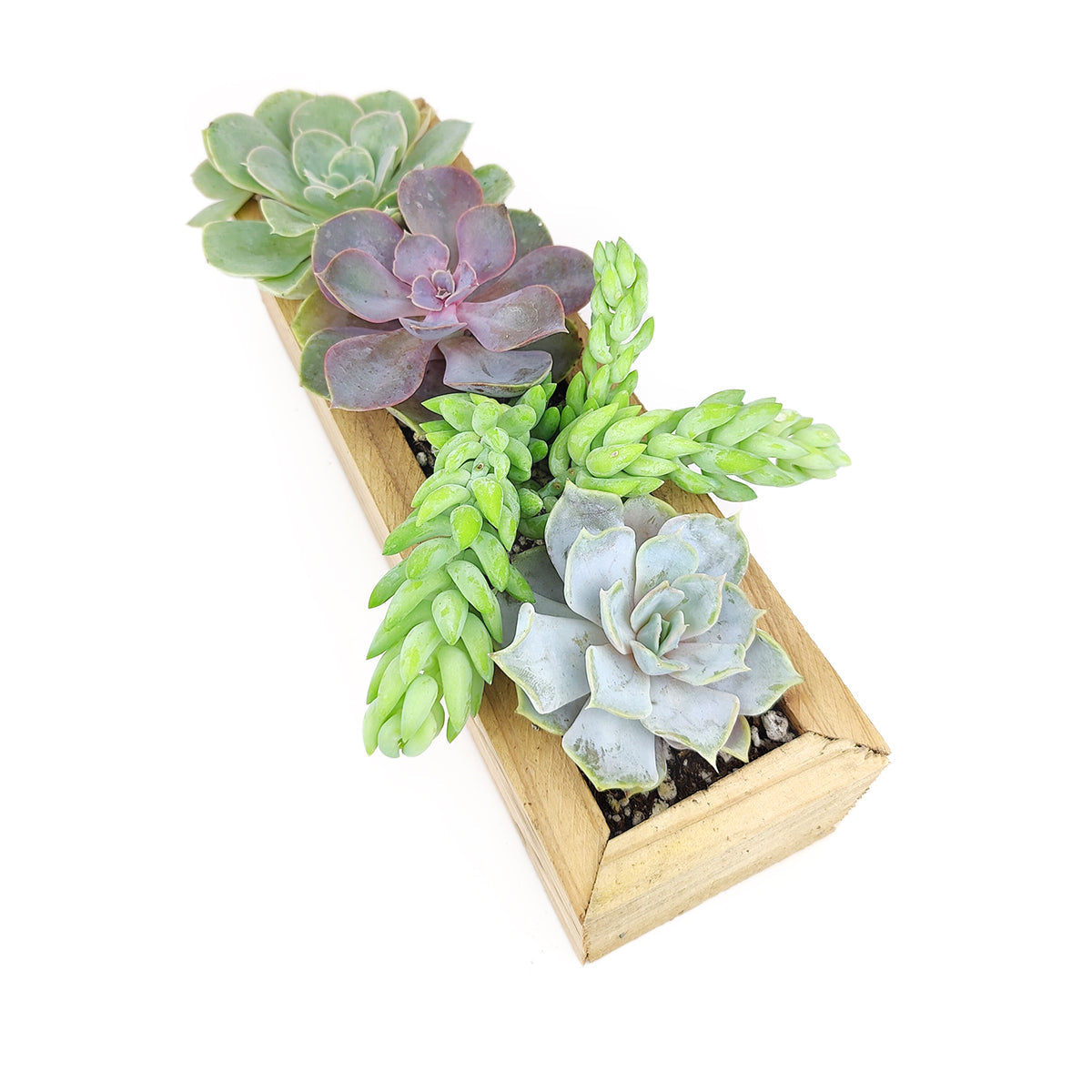 Succulent Arrangement Centerpiece Rectangle Wooden Planter