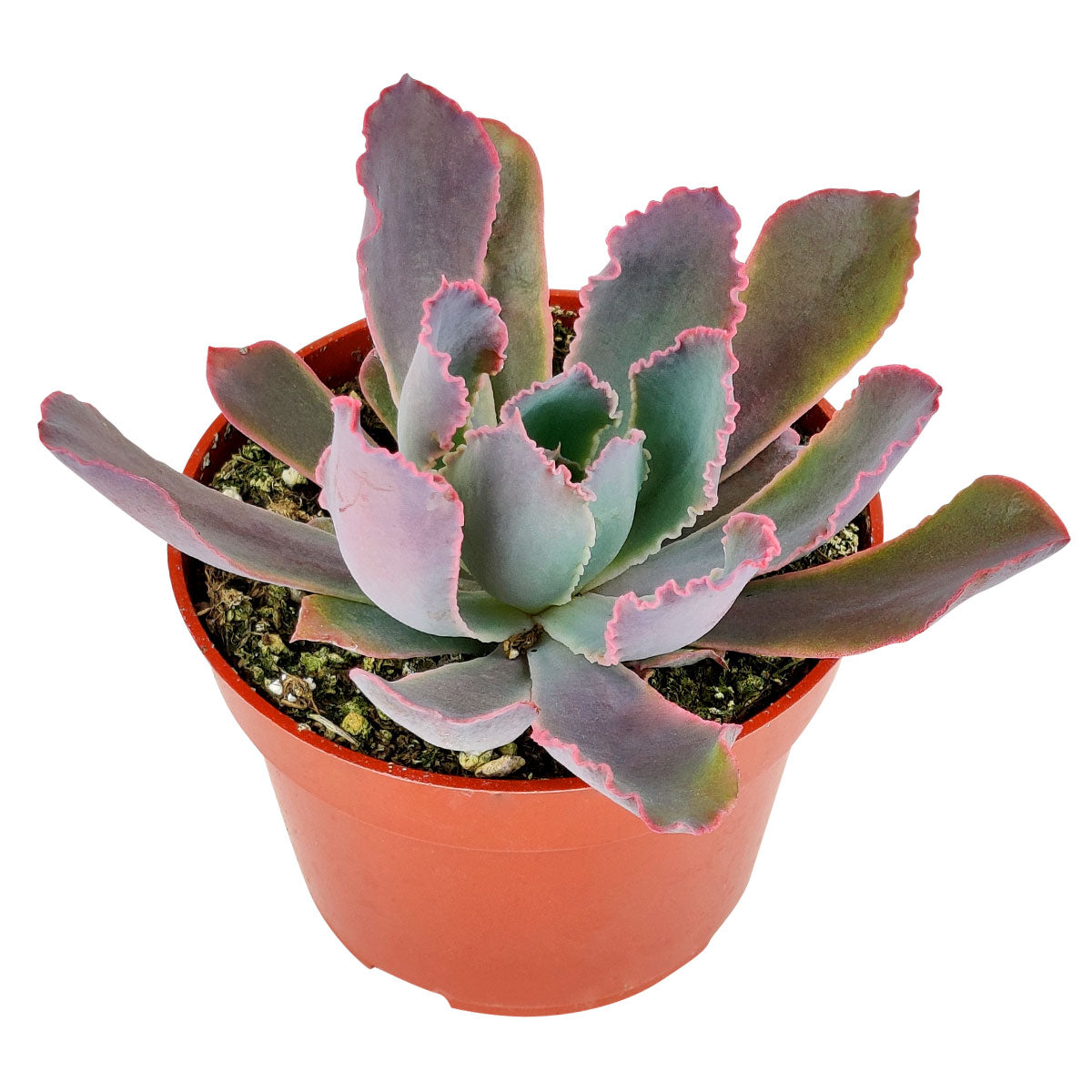 Echeveria Neon Breaker