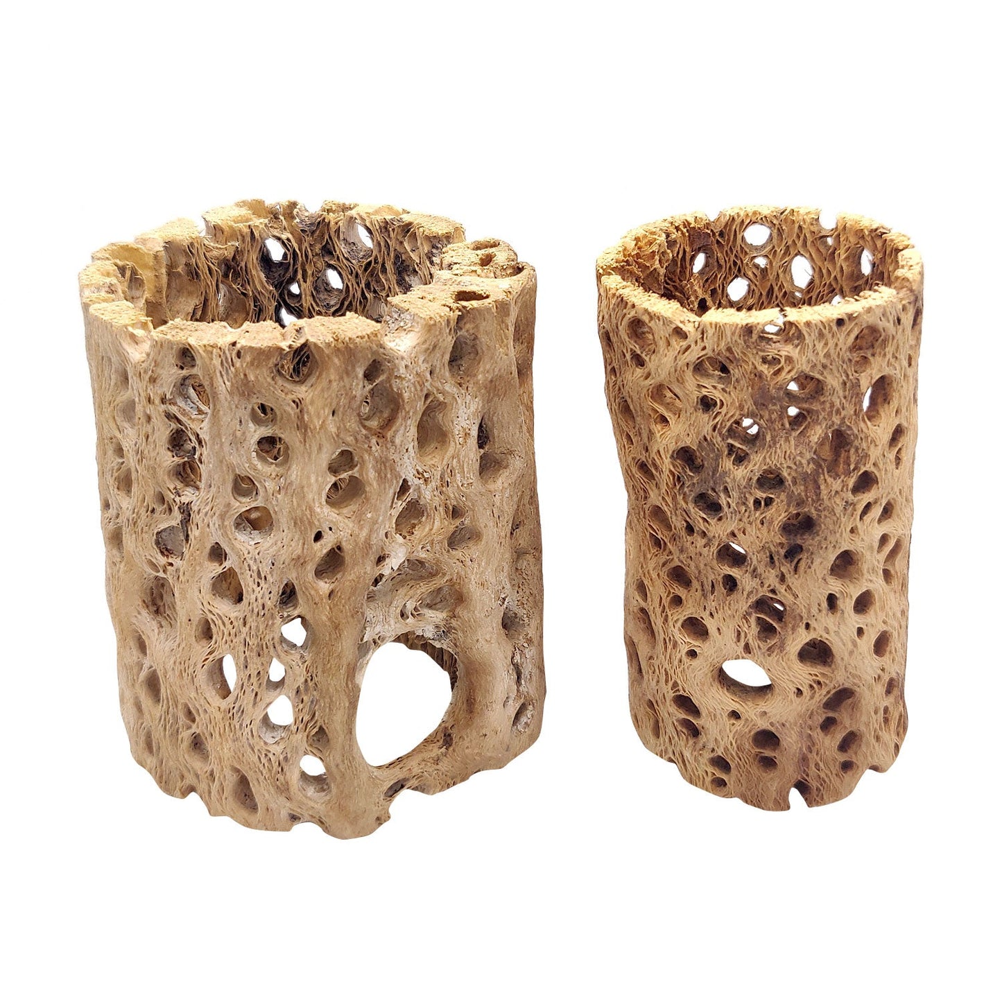 Rare Cholla Wood 3 inch Pot