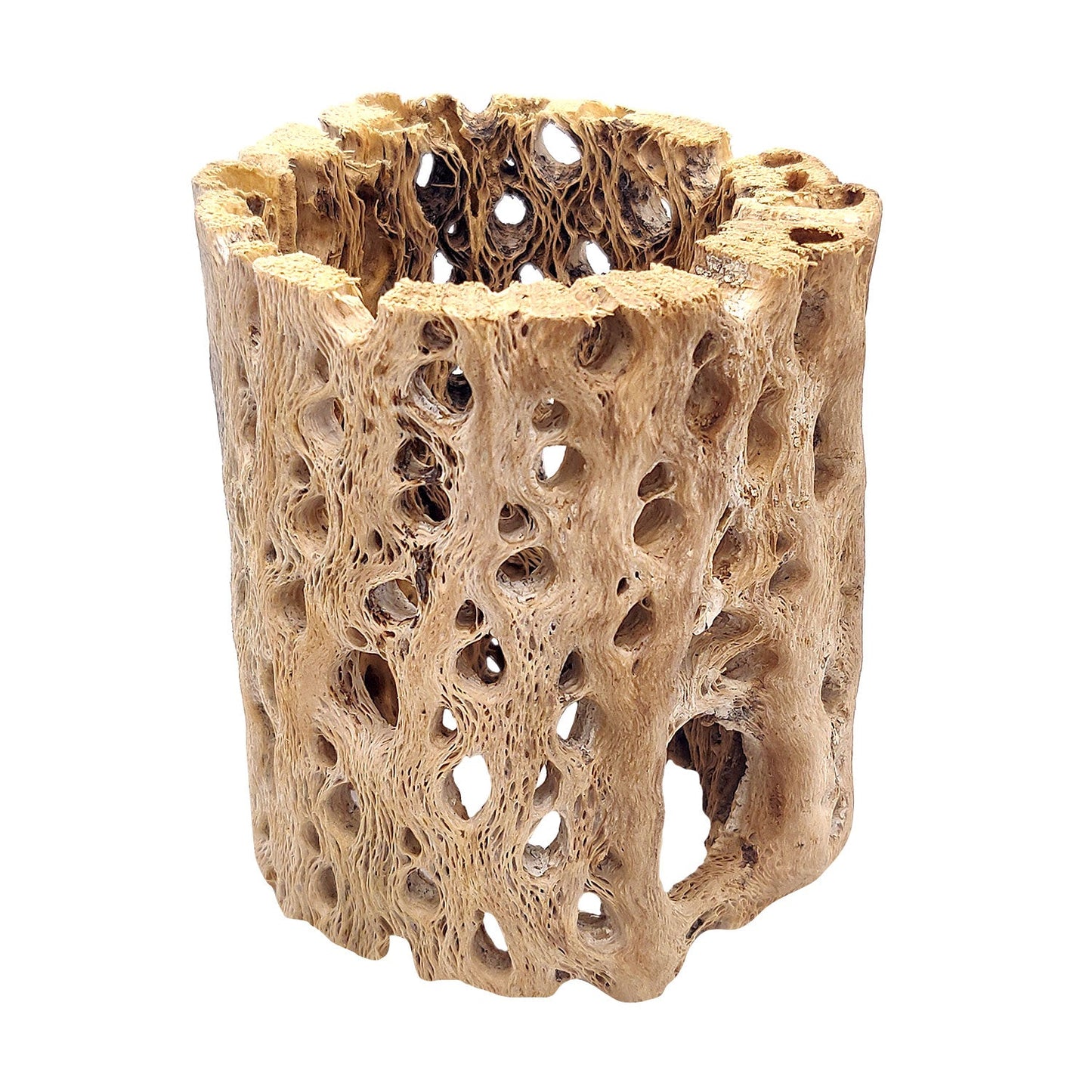 Rare Cholla Wood 3 inch Pot