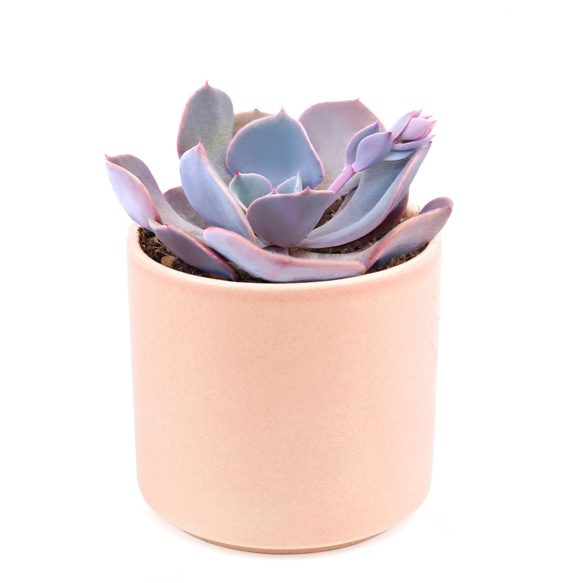 Echeveria Dusty Rose