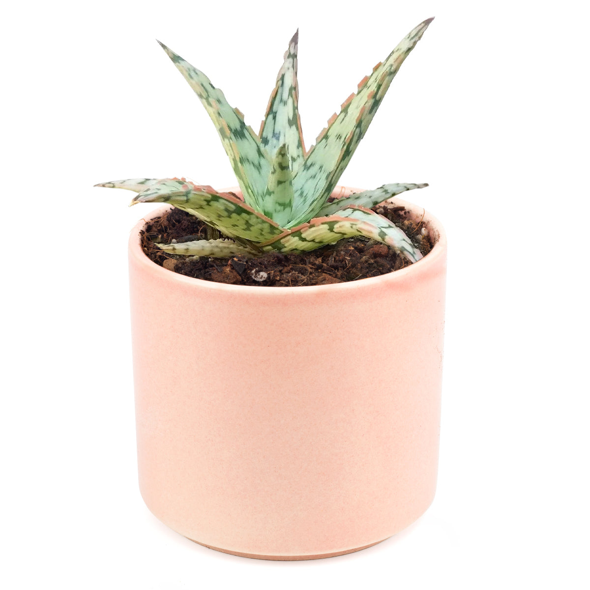 Pink Blush Aloe Succulent