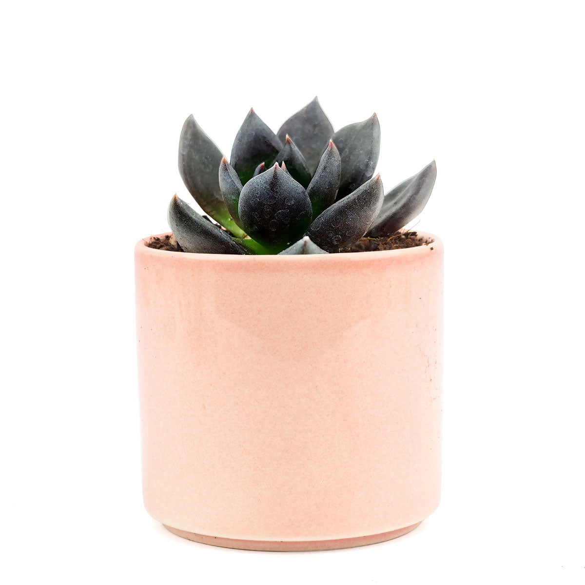 Echeveria Black Prince