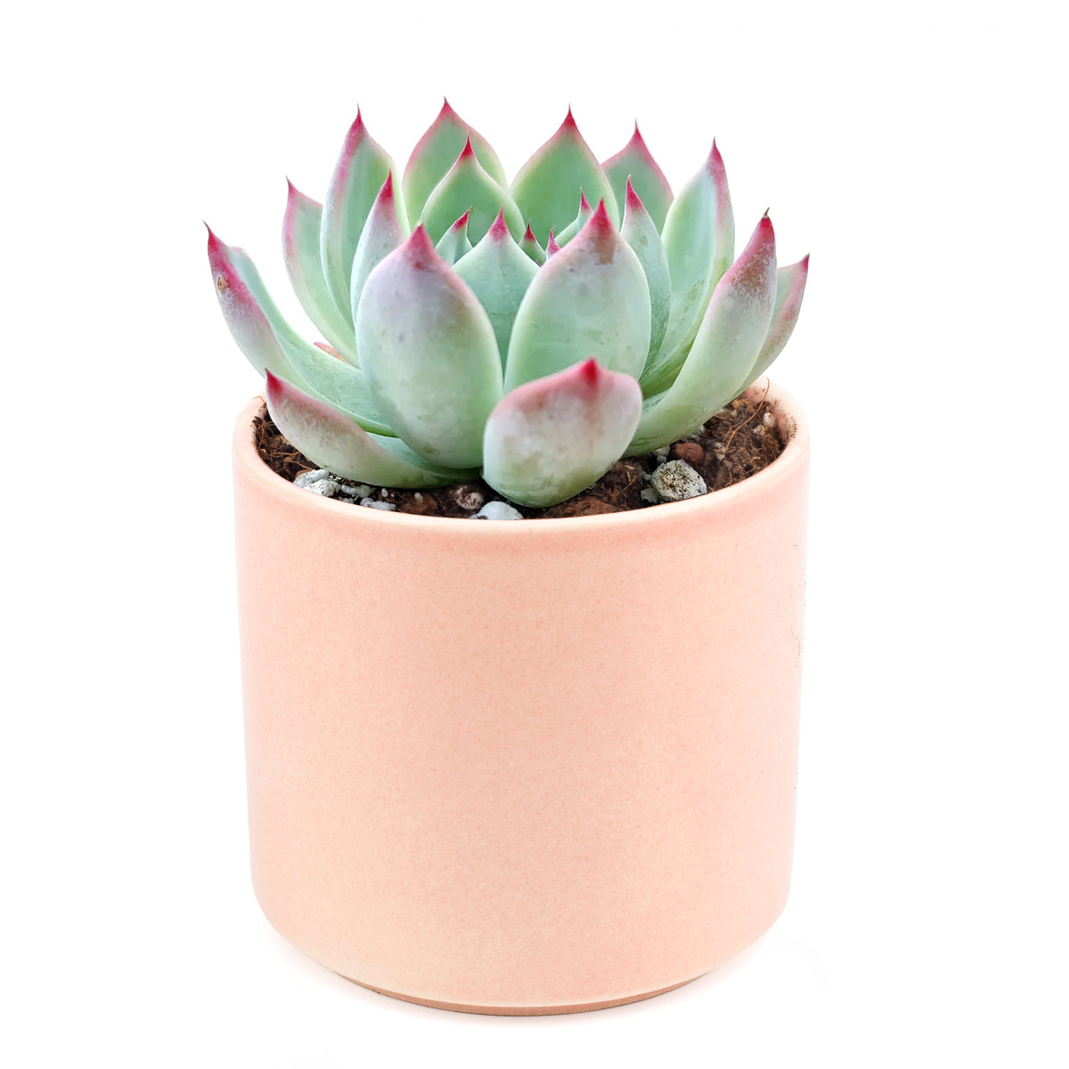 Echeveria Tippy Pink Succulent