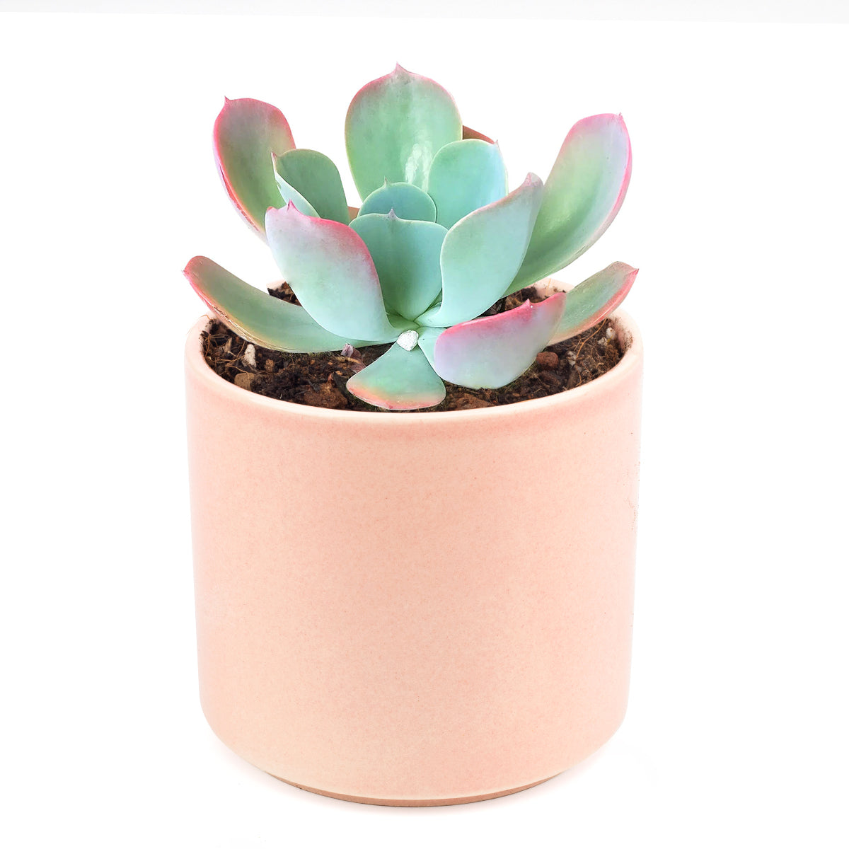 blue and pink succulent Echeveria Blue Sky Succulent – Lovehopegrow