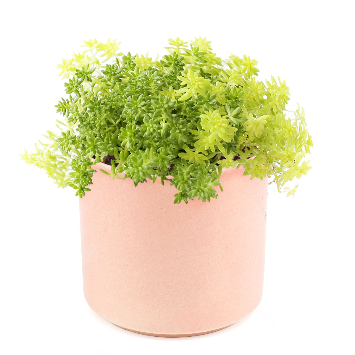 Sedum Golden Moss Succulent