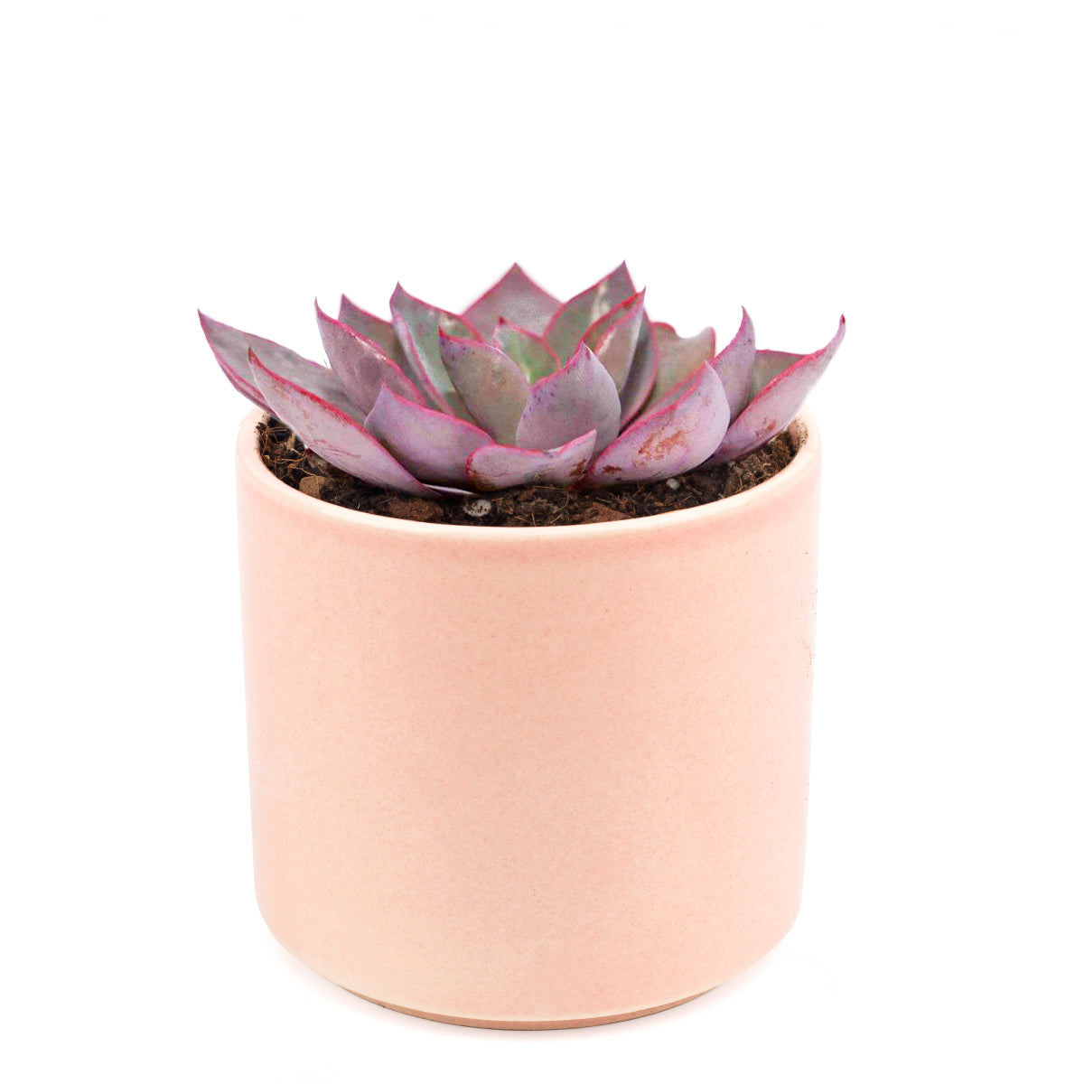 Echeveria Afterglow