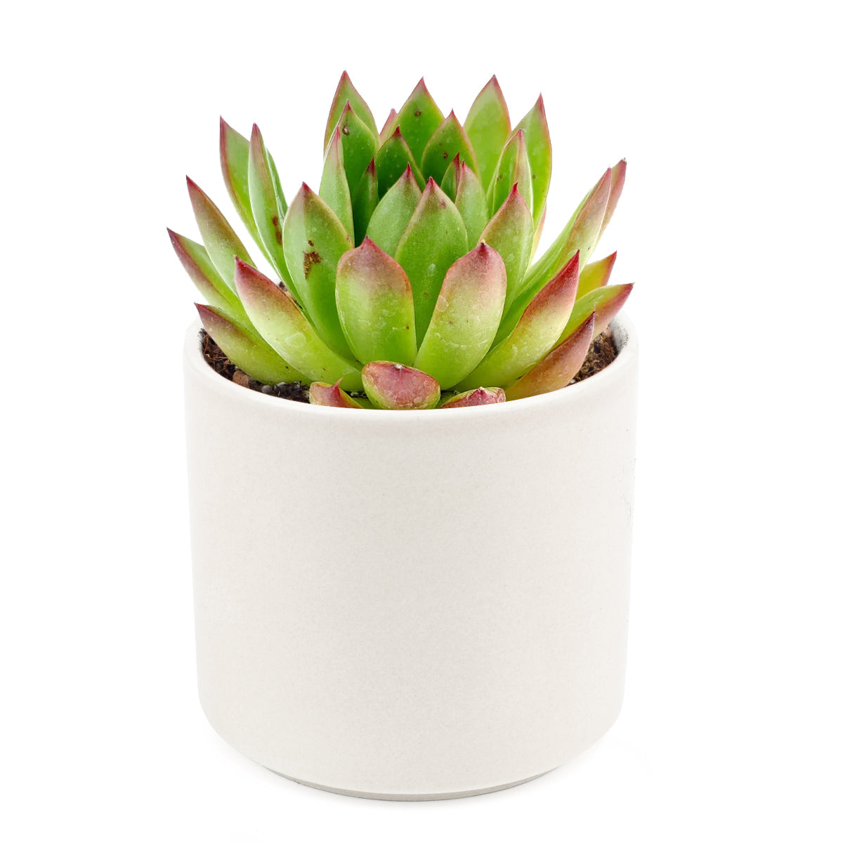 Echeveria Agavoides Lipstick Succulent