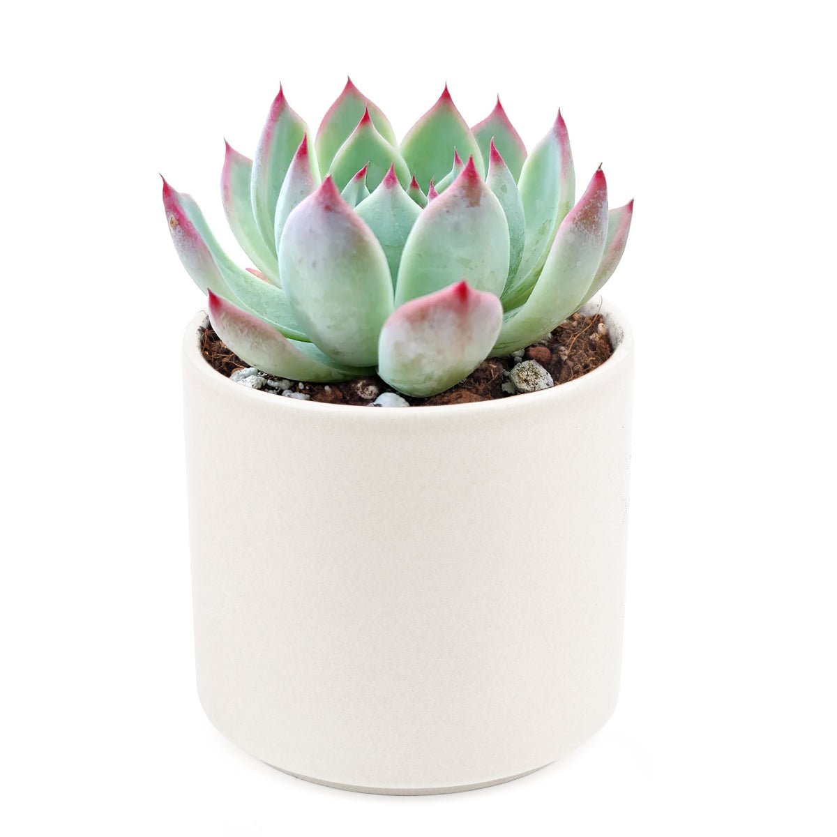 Echeveria Tippy Pink Succulent